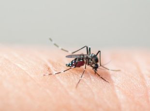 Jaraguá tem Dia D contra a dengue, no sábado (14)